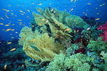 Sea Fan (Subergorgia sp) surrounded by schooling reef fish, Red Sea, Egypt