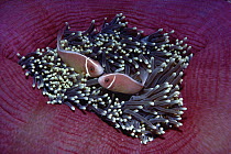 Pink Anemonefish (Amphiprion perideraion) pair in Magnificent Sea Anemone (Heteractis magnifica), Papua New Guinea