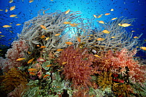 Underwater reef scene with Sea Whips, Gorgonian Whip Coral, blossoming Soft Corals, Guard Plate Coral, and schools of Pseudanthias, Red Sea, Egypt