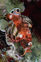 Ocellated Lionfish (Dendrochirus biocellatus) nocturnal fish with two eye-spots on fin that mimic eyes of a predator, Solomon Islands