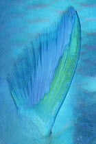 Dark-capped Parrotfish (Scarus oviceps) pectoral fin detail, Solomon Islands