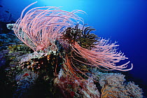 Soft Coral (Ellisella sp) growing on coral reef, Solomon Islands