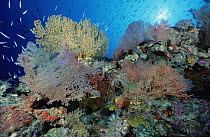 Coral reef scenic with Sponges, Sea Fans and reef fish, Solomon Islands