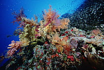 Soft Coral (Dendronephthya sp) in coral reef, Red Sea, Egypt