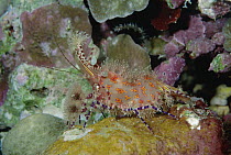 Marbled Shrimp (Saron marmoratus) on coral, Solomon Islands
