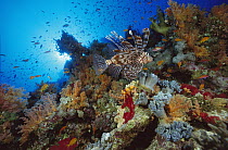 Common Lionfish (Pterois volitans) swimming over coral reef, Red Sea