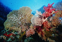 Reef scenic at 60 feet with Sea Fans, Soft Corals, Sponges and schools of Glassfish, Red Sea, Egypt