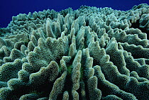 Stony Coral (Lobophyllia sp) colony, Solomon Islands