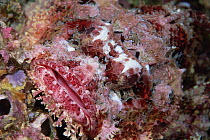 Scorpionfish (Scorpaena sp) face showing protrusions which camouflage the animal, Galapagos Islands, Ecuador