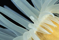 Anemone tentacles detail, Red Sea, Egypt
