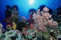 Reef scenic at one-hundred-twenty feet, showing Soft Corals, Sea Fans, Crinoids, Leather Corals, Sea Whips and Sponges, Solomon Islands