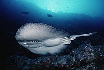 Speckled Stingray (Taeniura meyeni) underwater, showing bottom side of ray, Cocos Island, Costa Rica