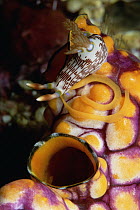 Nudibranch (Nembrotha lineolata) laying eggs on a Ink-spot Ascidian (Polycarpa aurata), Solomon Islands