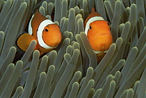 Blackfinned Clownfish (Amphiprion percula) pair in Magnificent Sea Anemone (Heteractis magnifica) host, Solomon Islands