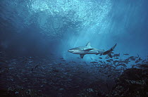 Galapagos Shark (Carcharhinus galapagensis) underwater portrait, Galapagos Islands, Ecuador