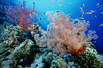 Soft Coral outcropings (Dendronephthya sp) with reef fish on coral reef, Red Sea, Egypt