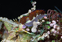 Nudibranch (Godiva sp) with Ascidians, Solomon Islands