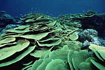 Cabbage Coral (Turbinaria sp) underwater, Papua New Guinea