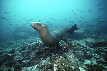 Galapagos Sea Lion (Zalophus wollebaeki) underwater, Galapagos Islands, Ecuador