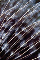 Feather Duster Worm (Sabellastarte indica) detail, Palau