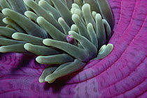 Leathery Sea Anemone (Heteractis crispa) detail, Coral Sea