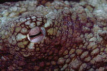 Octopus (Octopus sp) close-up of eye, Galapagos Islands, Ecuador