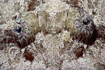 Flathead (Platycephalus sp) close-up of eyes, Red Sea, Egypt