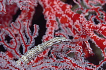 Gilded Pipefish (Corythoichthys schultzi) in Gorgonian Sea Fan (Melithaea sp), Palau