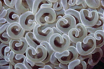 Euphyllia Coral (Euphyllia ancora) close-up of polyps, Coral Sea