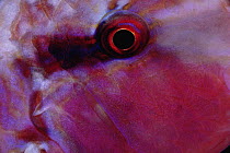 Goatfish (Parupeneus fraterculus) eye detail, Great Barrier Reef, Australia