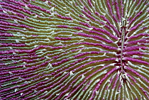 Mushroom Coral (Fungia fungites) detail, Palau