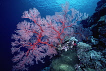 Sea Fan (Melithaea sp) on coral reef, Palau