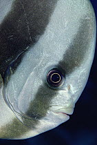 Orbiculate Batfish (Platax orbicularis) portrait, Palau