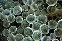 Bulb Tentacle Sea Anemone (Entacmaea quadricolor) detail of tentacle tips, Fiji