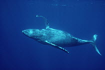 Humpback Whale (Megaptera novaeangliae) swimming underwater with pectoral fin raised, Kona, Hawaii