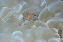 Rounded Bubblegum Coral (Plerogyra sinuosa), Coral Sea