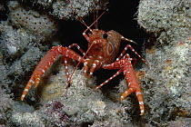 Bullseye Reef Lobster (Enoplometopus holthuisi), Kona, Hawaii
