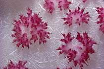 Soft Coral (Dendronephthya sp) outcroppings polyps, Palau