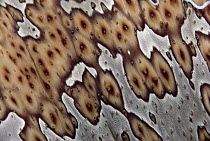 Leopard Sea Cucumber (Bohadschia argus) skin detail, Palau