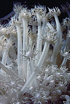 Coral (Alveopora sp) polyps, Red Sea, Egypt