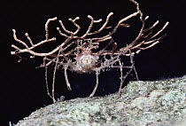 Decorator Crab, holding a broken piece of Sea Fan as camouflage, night, Red Sea