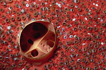 Red Boring Sponge (Cliona delitrix) with parasitic Zoanthids (Parazoanthus parasiticus), Cozumel, Mexico