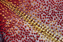 Pincushion Sea Star (Culcita novaeguineae) detail, Coral Sea