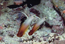 Fire Goby (Nemateleotris magnifica) pair, underwater, Fiji