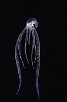 Octopus (Octopus sp) portrait, underwater, Kona, Hawaii