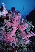 Soft Coral (Dendronephthya sp) outcroppings on Ponape reef, Ponape