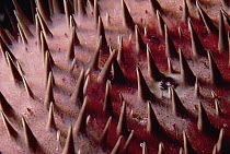 Crown-of-thorns Starfish (Acanthaster planci) detail, Kona, Hawaii
