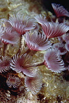 Peacock Worm (Sabella sp) cluster, underwater, Little Cayman, Cayman Islands