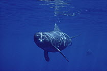 Pygmy Killer Whale (Feresa attenuata) underwater, Kona, Hawaii