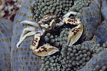 Spotted Anemone Crab (Neopetrolisthes maculatus) on Sea Anemone, Ponape, Micronesia